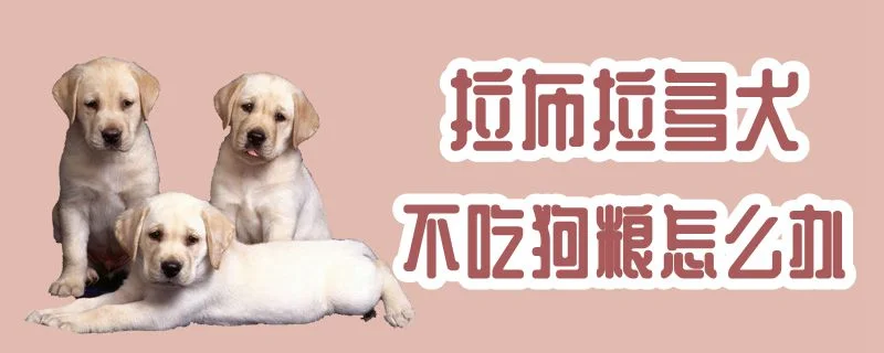 拉布拉多犬不吃狗糧怎么辦