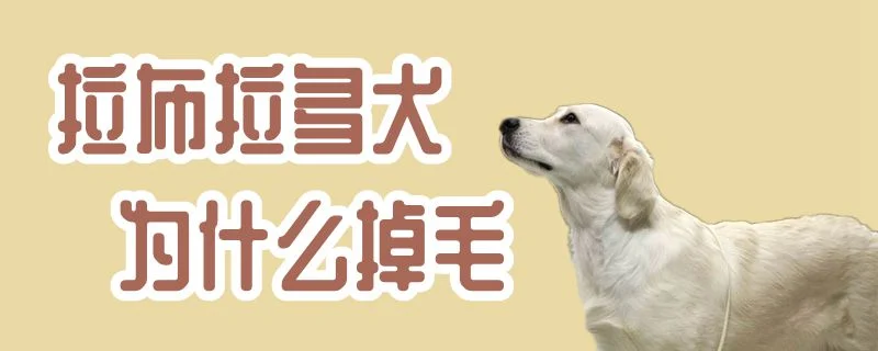 拉布拉多犬為什么掉毛