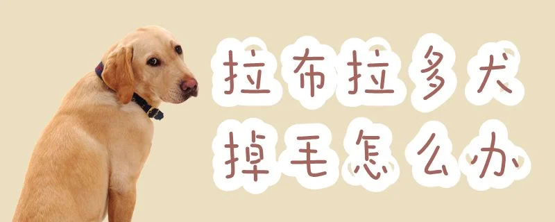 拉布拉多犬掉毛怎么辦