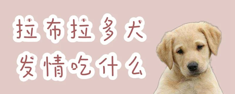 拉布拉多犬發(fā)情吃什么