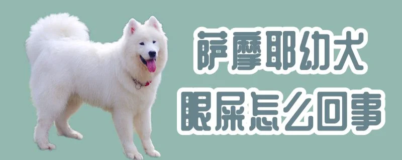 薩摩耶幼犬眼屎怎么回事