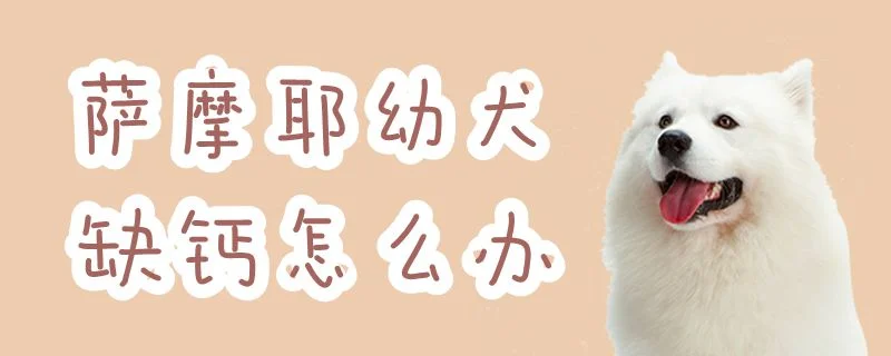 薩摩耶幼犬缺鈣怎么辦