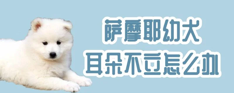 薩摩耶幼犬耳朵不立怎么辦