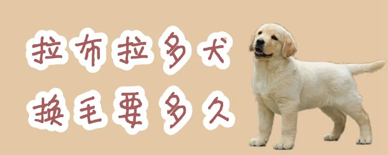 拉布拉多犬換毛要多久