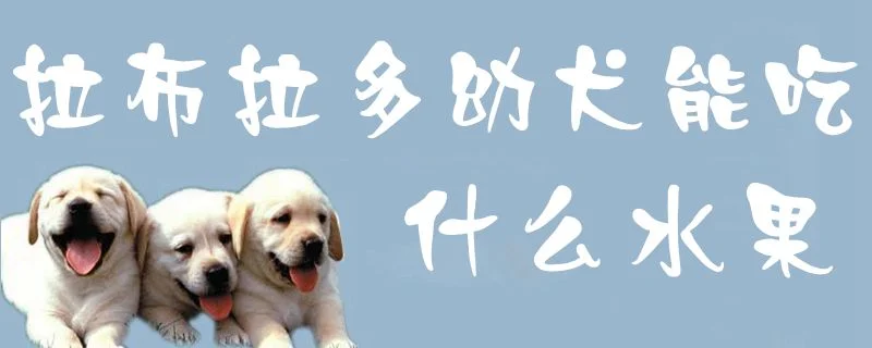 拉布拉多幼犬能吃什么水果1