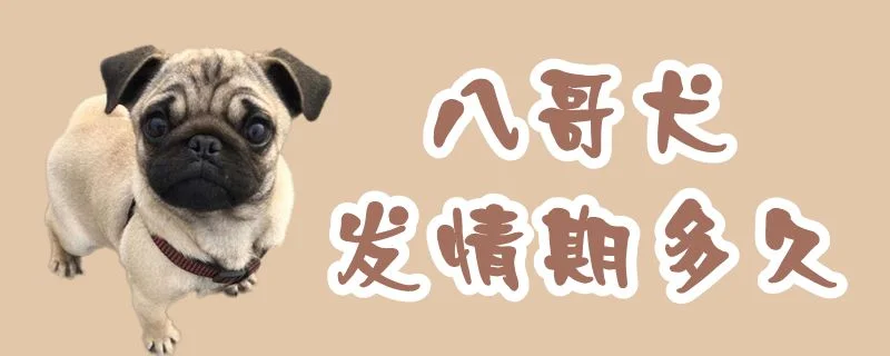 八哥犬發(fā)情期多久