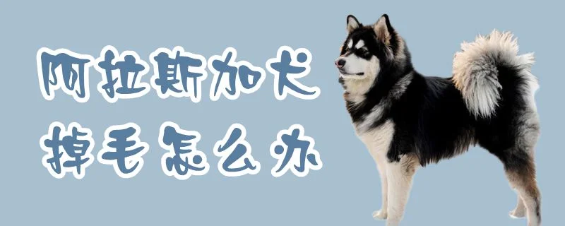 阿拉斯加犬掉毛怎么辦