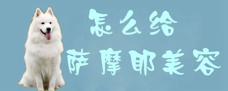 怎么給薩摩耶美容1