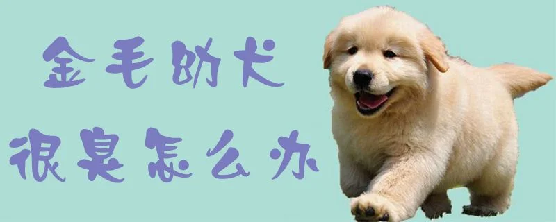 金毛幼犬很臭怎么辦1