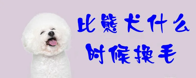 比熊犬什么時候換毛1