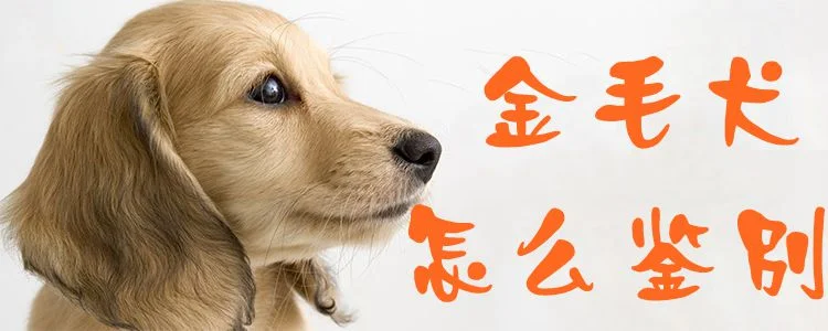 金毛犬怎么鑒別1