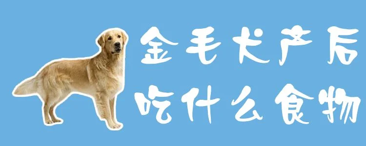 金毛犬產后吃什么食物1