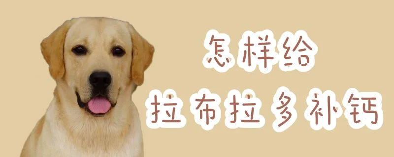 怎樣給拉布拉多補(bǔ)鈣