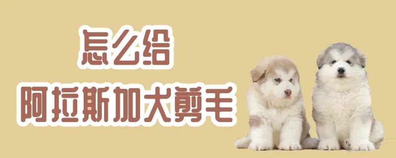 怎么給阿拉斯加犬剪毛