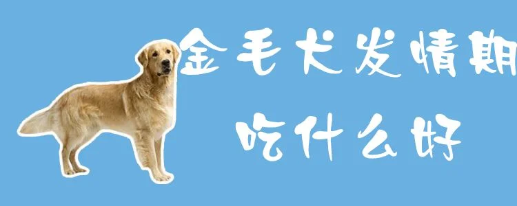 金毛犬發情期吃什么好1