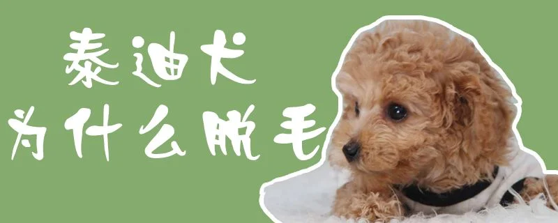 泰迪犬為什么脫毛1