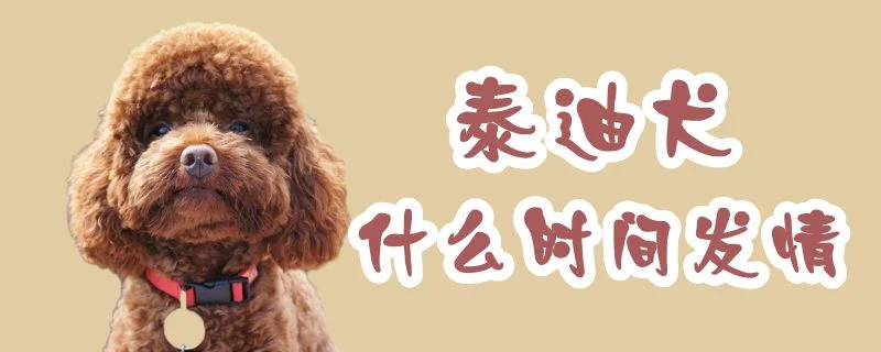 泰迪犬什么時間發情