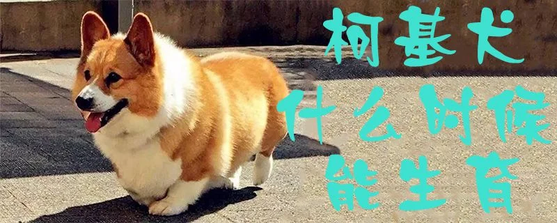 柯基犬什么時候能生育1