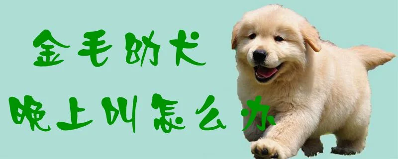 金毛幼犬晚上叫怎么辦1