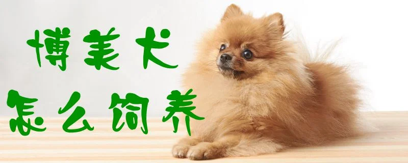 博美犬怎么飼養1