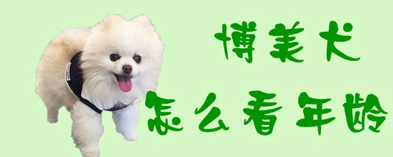 博美犬怎么看年齡