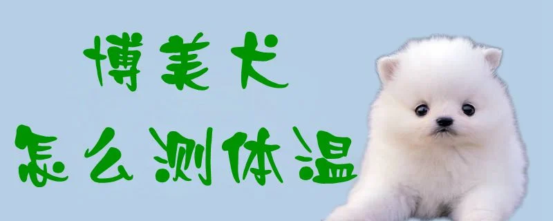 博美犬怎么測體溫1