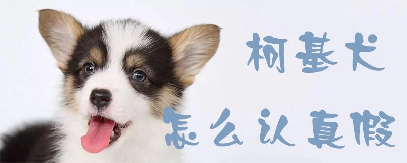 柯基犬怎么認(rèn)真假1