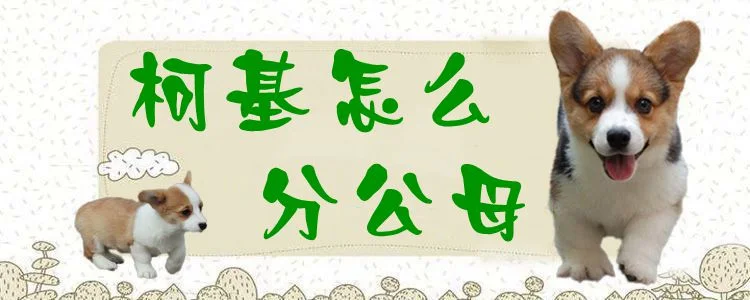 柯基怎么分公母1