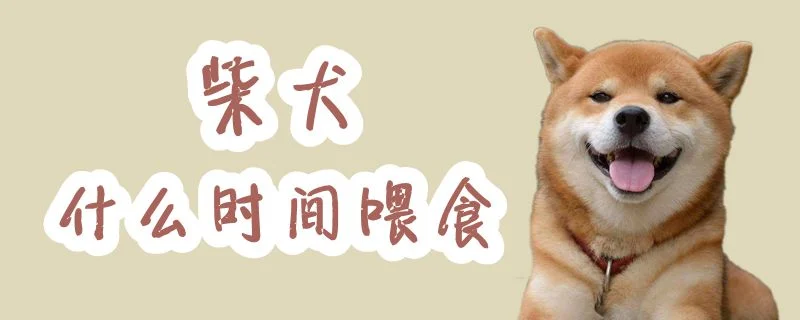 柴犬什么時(shí)間喂食