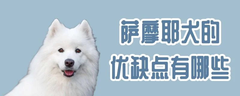 薩摩耶犬的優缺點有哪些