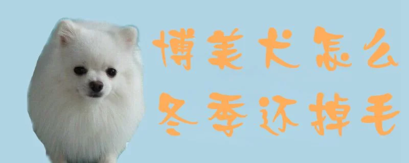 博美犬怎么冬季還掉毛1