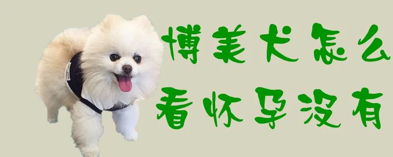 博美犬怎么看懷孕沒有1