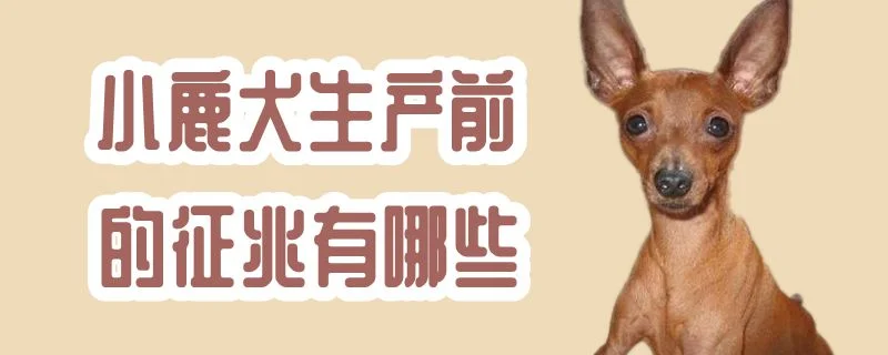 小鹿犬生產前的征兆有哪些