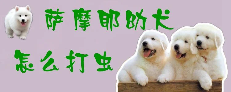 薩摩耶幼犬怎么打蟲1