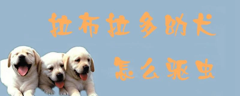 拉布拉多幼犬怎么驅(qū)蟲1