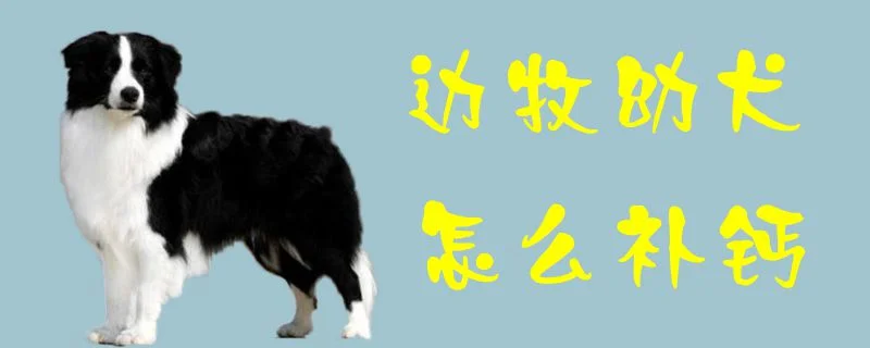 邊牧幼犬怎么補鈣1