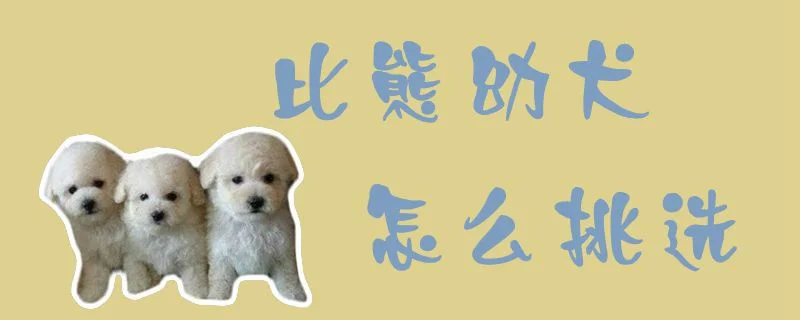 比熊幼犬怎么挑選1