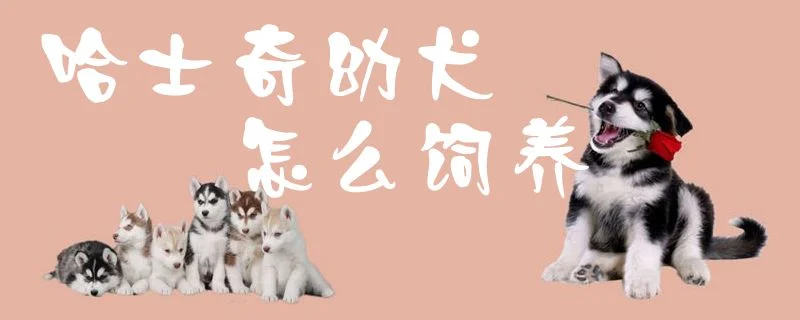 哈士奇幼犬怎么飼養1