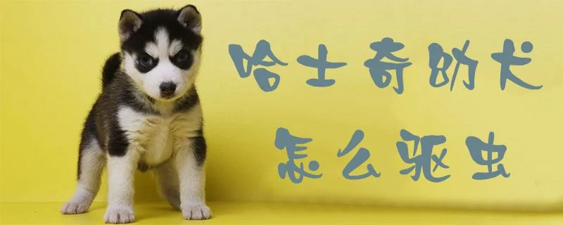 哈士奇幼犬怎么驅蟲1