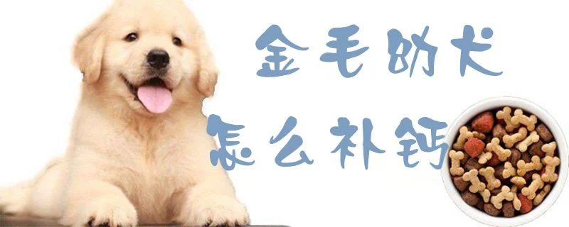 金毛幼犬怎么補鈣1