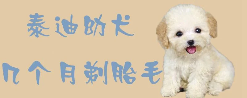 泰迪幼犬幾個月剃胎毛1