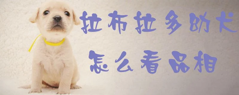 拉布拉多幼犬怎么看品相1