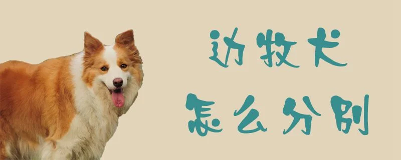 邊牧犬怎么分別1