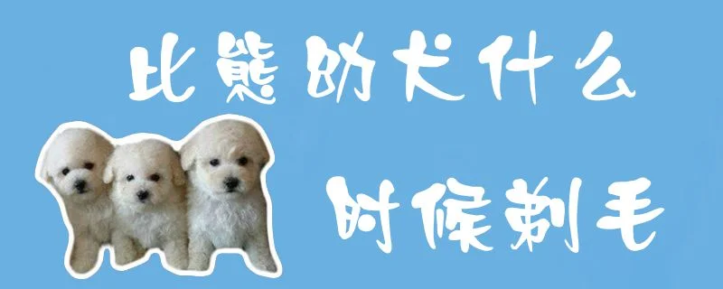 比熊幼犬什么時候剃毛1