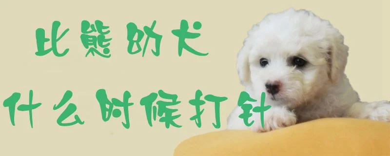 比熊幼犬什么時(shí)候打針