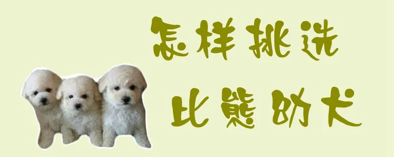 怎樣挑選比熊幼犬