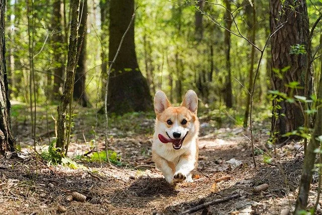 狗狗發燒有哪些癥狀