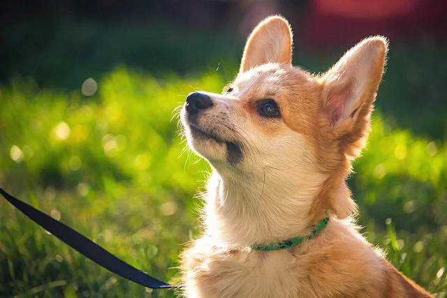 柯基犬什么時候配種