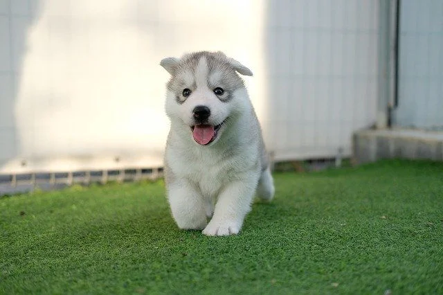 狗狗為什么一直發抖