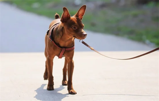 ?怎么訓練小鹿犬大小便